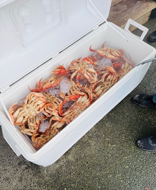 A cooler full of crabs, the crabs are orange in color and the cooler is white, filled with ice. The cooler is set on the ground next to a person.
